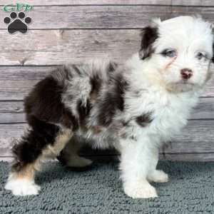 Aretha, Mini Aussiedoodle Puppy